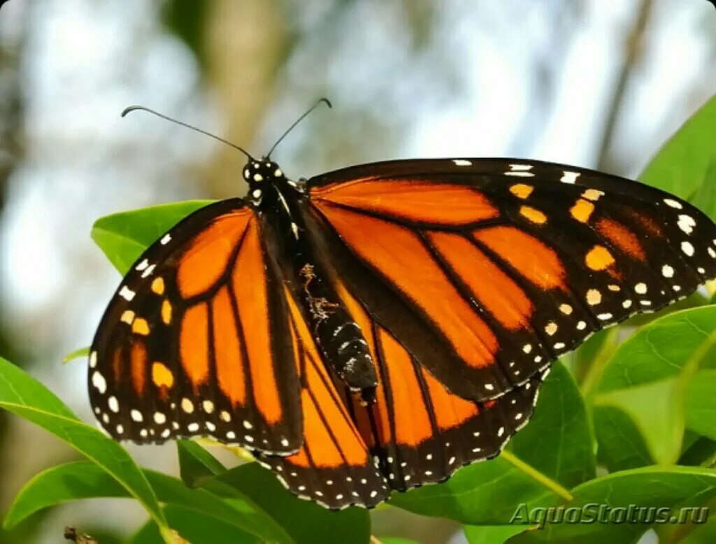 Бабочка черно оранжевая. Бабочка Danaus plexippus. Бабочка Монарх оранжевый. Желтые бабочки Монарх. Monarch Butterfly (Danaus plexippus).