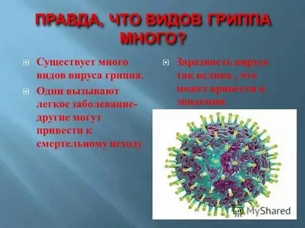 Таксономия возбудителя гриппа