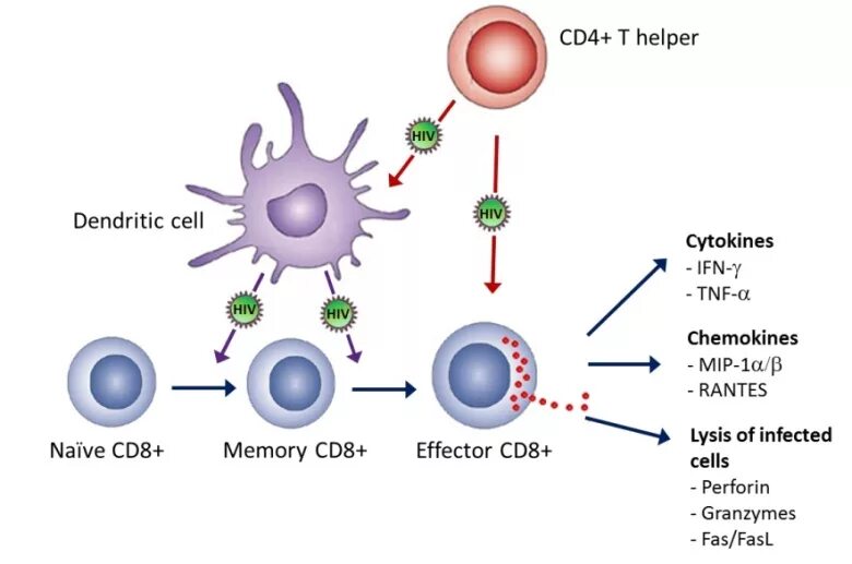 Клетки т 8. Cd8 т-клетки, cd4 т-клетки. Cd4+ и cd8+ клетки. Cd3+ cd4+ клетки t-хелперы. Cd8 t клетки иммунология.