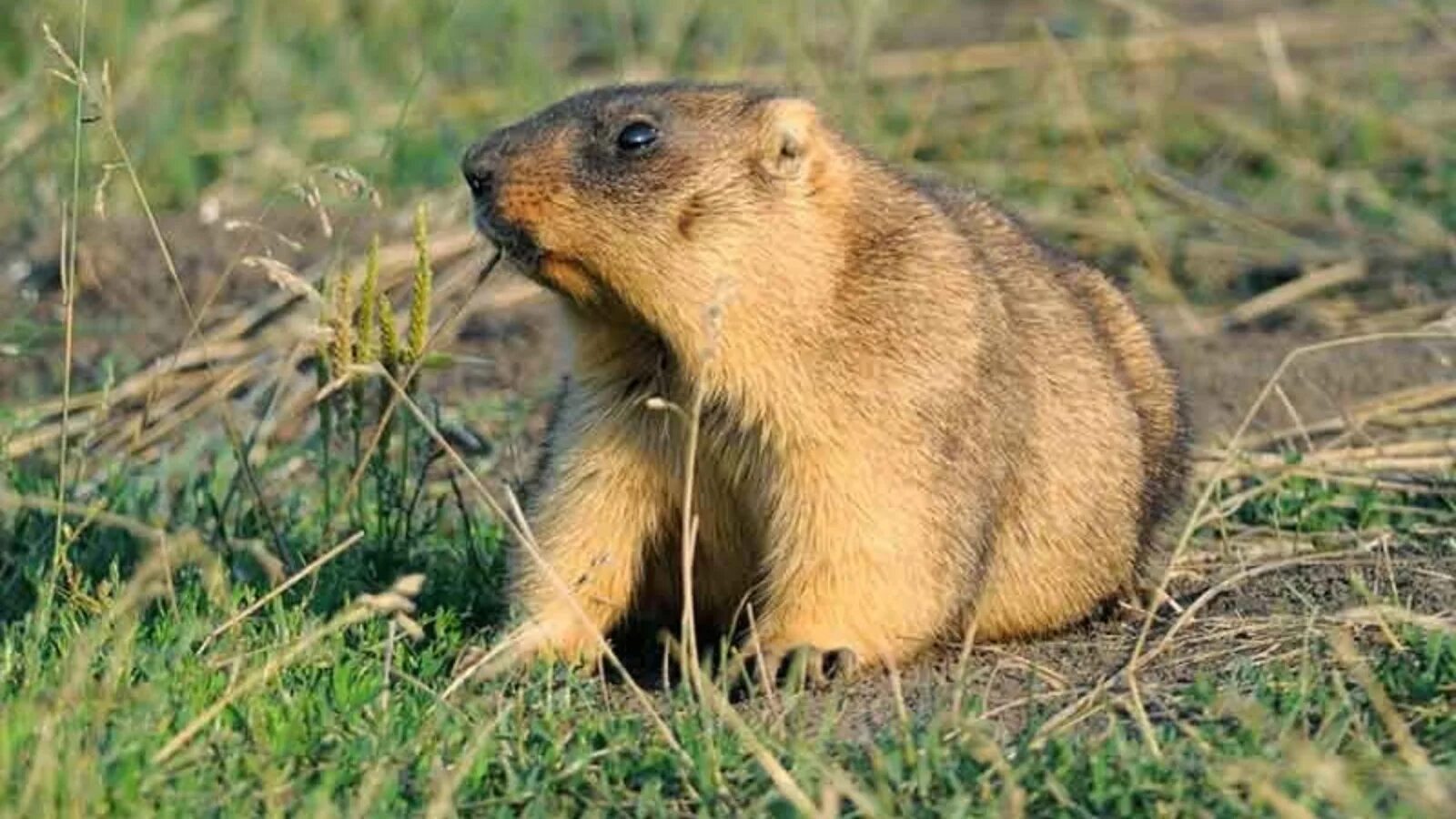 Сурок-Байбак. Сурок Степной, Байбак (Marmota Bobak). Сурок обыкновенный Байбак. Сурок Байбак Татарстан. Сурок красная книга