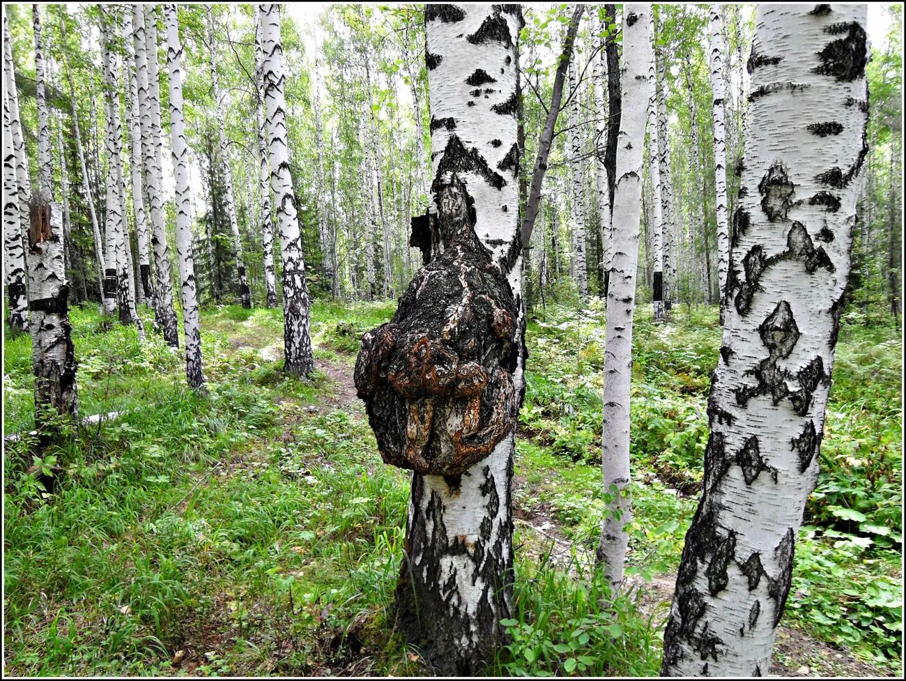 Березка мягкая. Что такое сувель и кап березы. Капа нарост на Березе. Березовый нарост кап. Каповая береза.