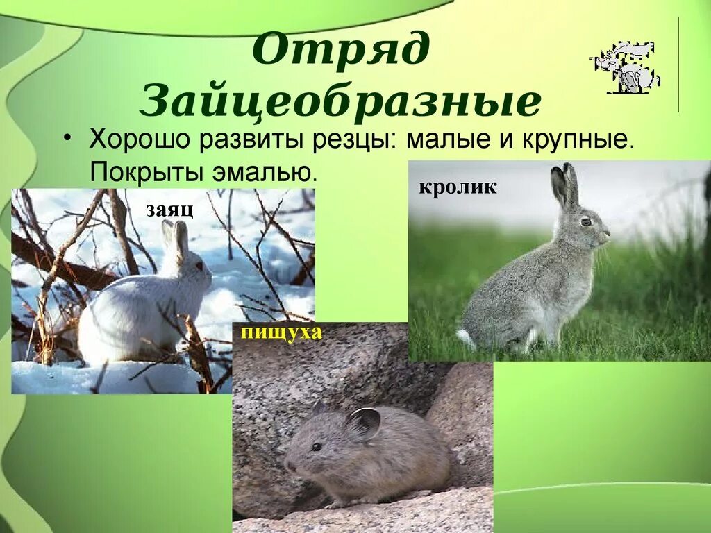 Млекопитающие отряд зайцеобразные. Отряд зайцеобразные кролики. представители отряда зайцеобразных. представители зайцеобразных млекопитающих.