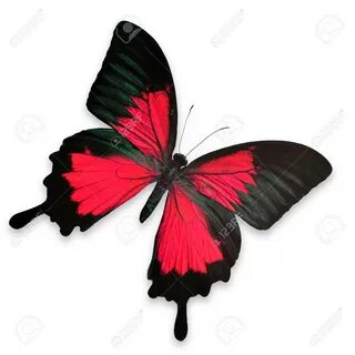 Papillons noirs
