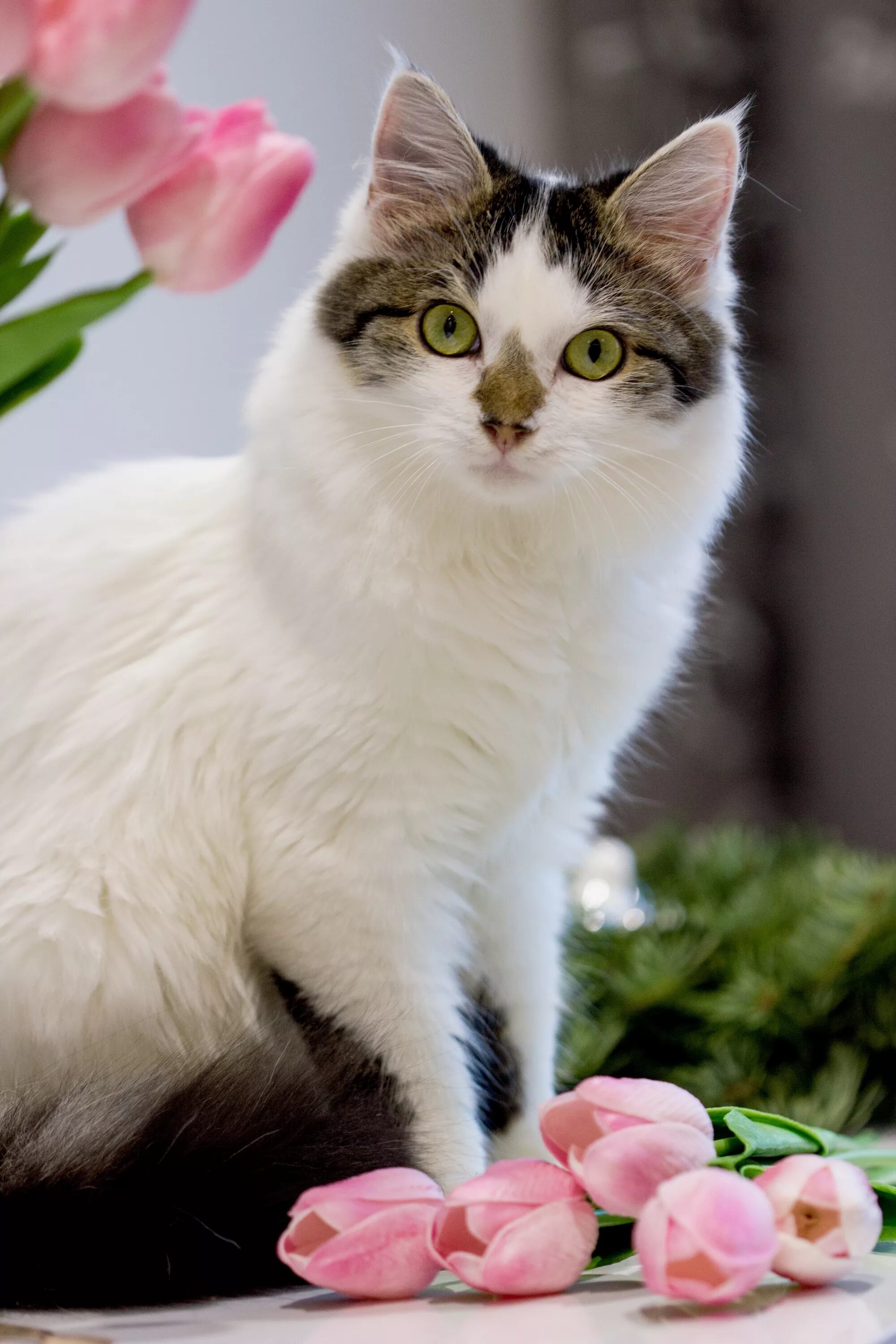 Фото кошечек красивых. Сноу Шу длинношерстные. Красивые кошечки. Красивые коты. Красивый кот.