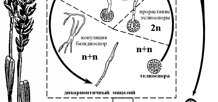 цикл развития твердой головни пшеницы. пыльная головня ячменя жизненный цикл. жизненный цикл твердой головни пшеницы. жизненный цикл пыльной головни. жизненный цикл головни.