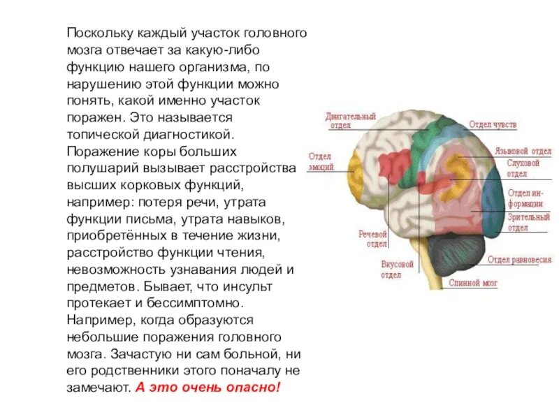 Головной участок что это. Головной участок что это. Головной участок что это. Структура головного мозга человека. Отдел мозга отвечающий за чтение.