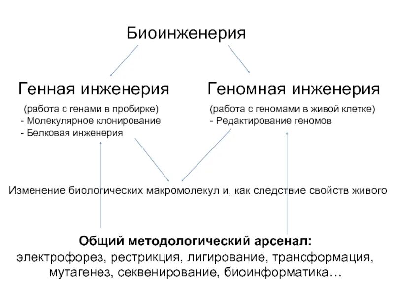 Генная инженерия работа. Биоинженерия презентация. биоинженерия доклад. биоинженерия делится на. биоинженерия примеры.