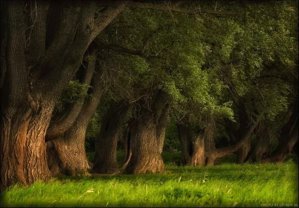 Вековой дуб степана разина. Шервудский лес дерево. Старые дубы в лесу. Дуб джурупа. Ноттингем шервудский лес.