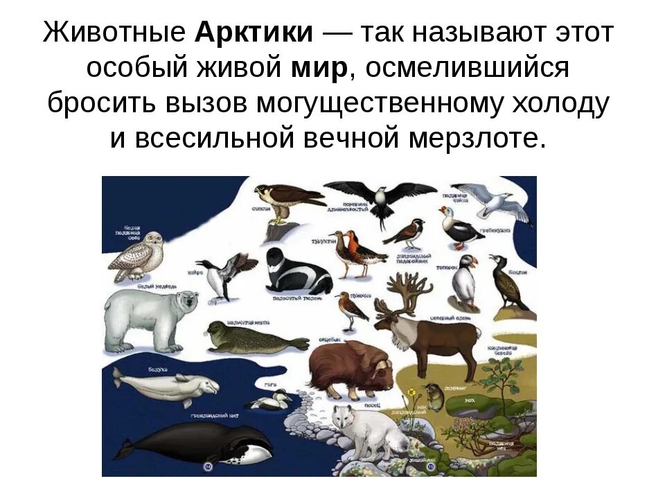 Какие животные под охраной в арктике. Животные арктики список. животные и птицы севера. схема-пирамида животных арктики. плакаты на арктическую тему.