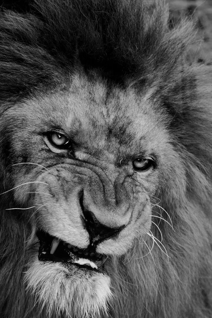 Агрессивные авы. Лев. Лев рычит. Злой Лев. Оскал Льва.