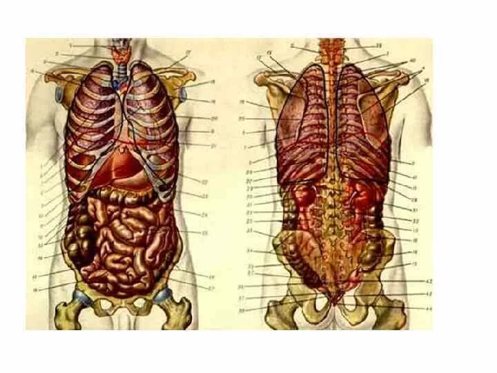 Анатомия человека расположение органов. Анатомия человека спереди внутренние органы. Строение внутренних органов сзади. Строение внутренностей человека сзади. Анатомия человека внутренние органы мужчины сзади.