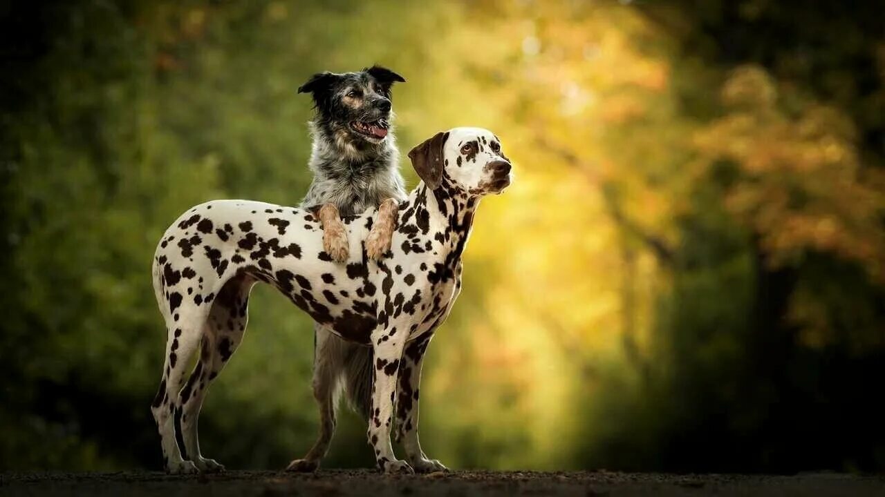 Dog pairing