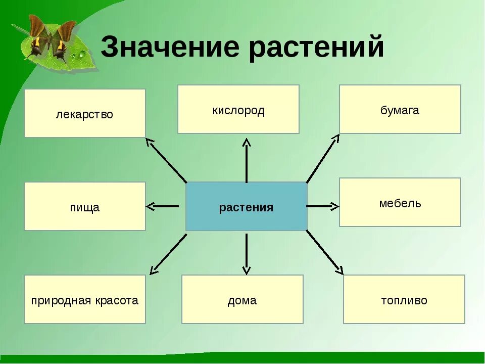 Значение растений в жизни человека 5 класс биология. Схема значение растений в природе и жизни человека 5 класс биология. Важность растений в жизни человека. Значение растений для человека схема. Каково значение растений в природе впр биология