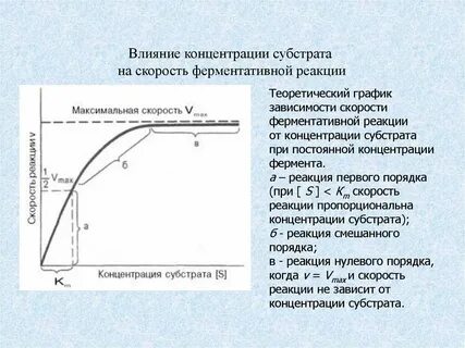Зависимость активности ферментов от концентрации субстрата