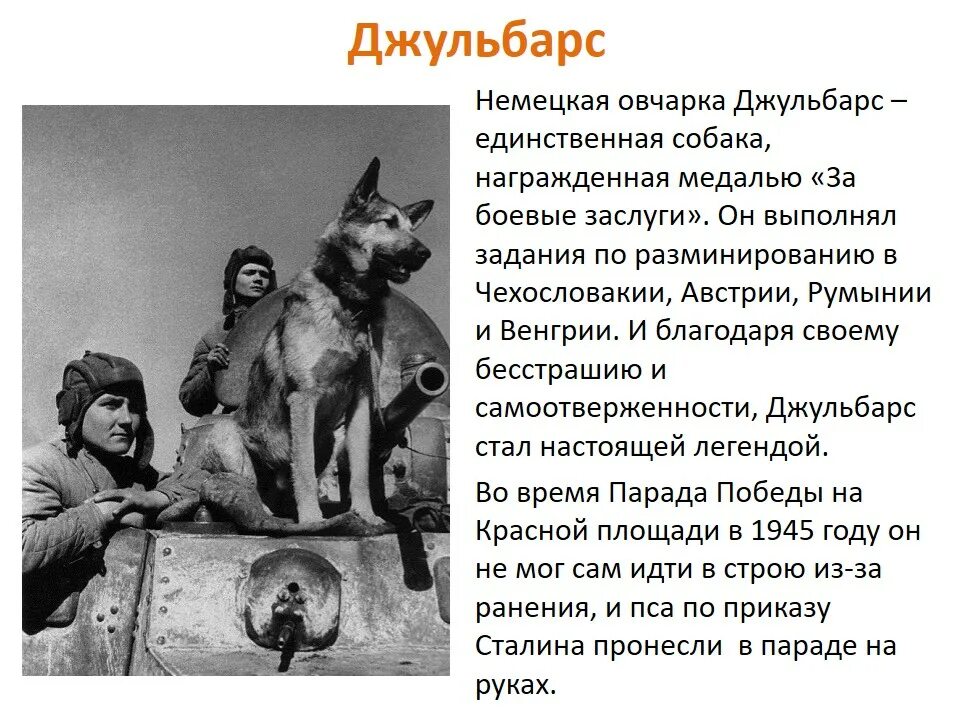 Рассказ собаки герои. Рассказ собаки герои. Рассказ собаки герои. Рассказ собаки герои. Собаки в вов 1941-1945 подвиги.