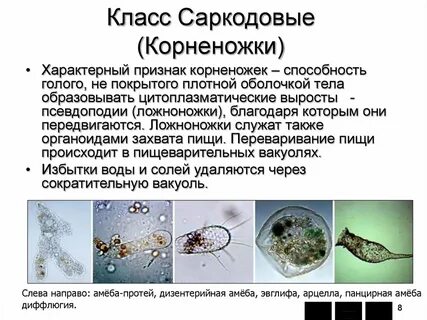 Характерный признак простейших