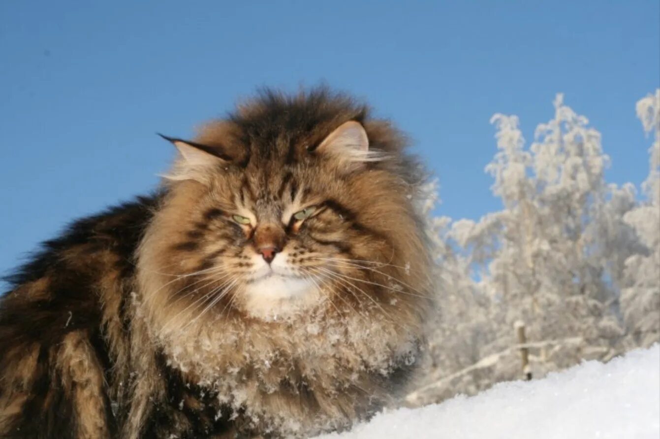 Сибирский кот Уссури. Сибирский Лесной кот. Сибирская полудлинношерстная кошка. Порода Сибиряк. Включи пушистый рай