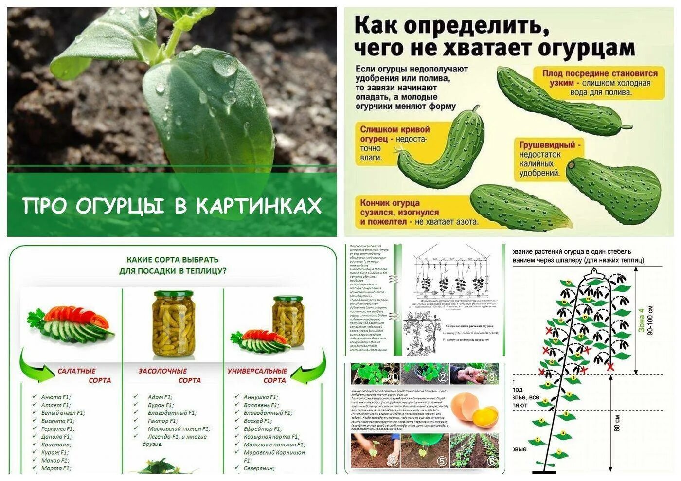 Форма Огура при нехватки микроэлементо. Огурцы таблица нехватки удобрения по листьям. Нехватка микроэлементов у огурцов. Чеготне хватает огурцам.