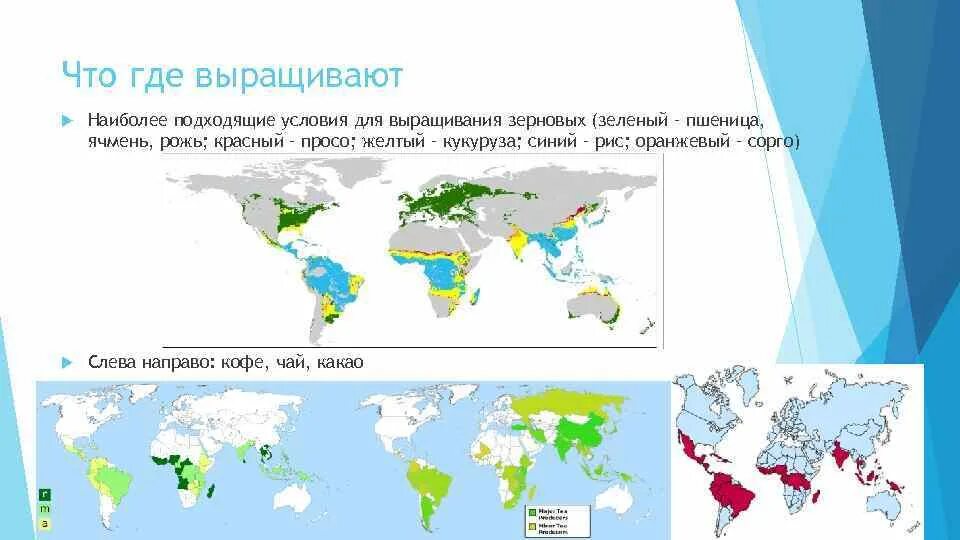 Районы выращивания на карте. Где выращивают. Где растет пшеница в мире карта.