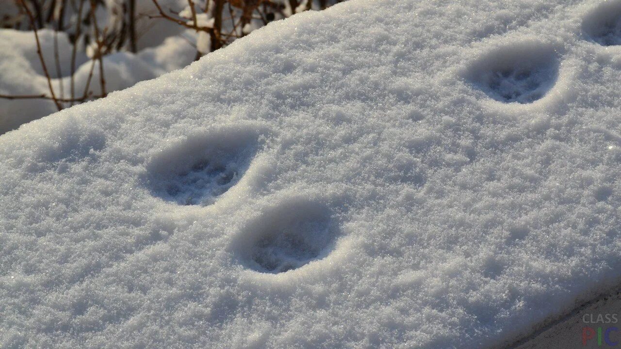 Следы на снегу. Кошачьи следы на снегу. Лапки на снегу. Следы кота на снегу. Лапка на снегу