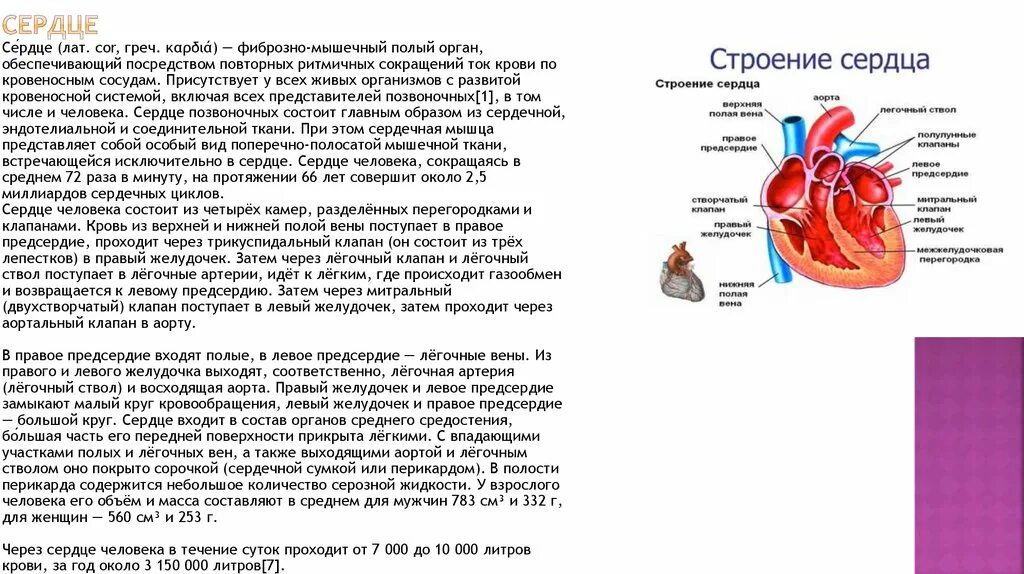 Строение перикарда сердца. Легочные вены впадают в левое предсердие. Строение сердца 8 класс биология. Кровь поступает в легкие через