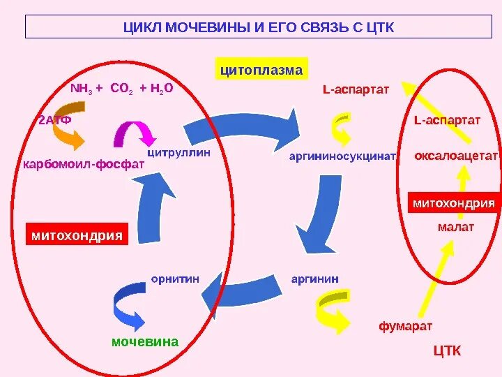 Цикл мочевины с ферментами. Взаимосвязь цикла мочевинообразования с ЦТК. Цикл образования мочевины. Взаимосвязь орнитинового цикла и ЦТК. Выводит мочевину