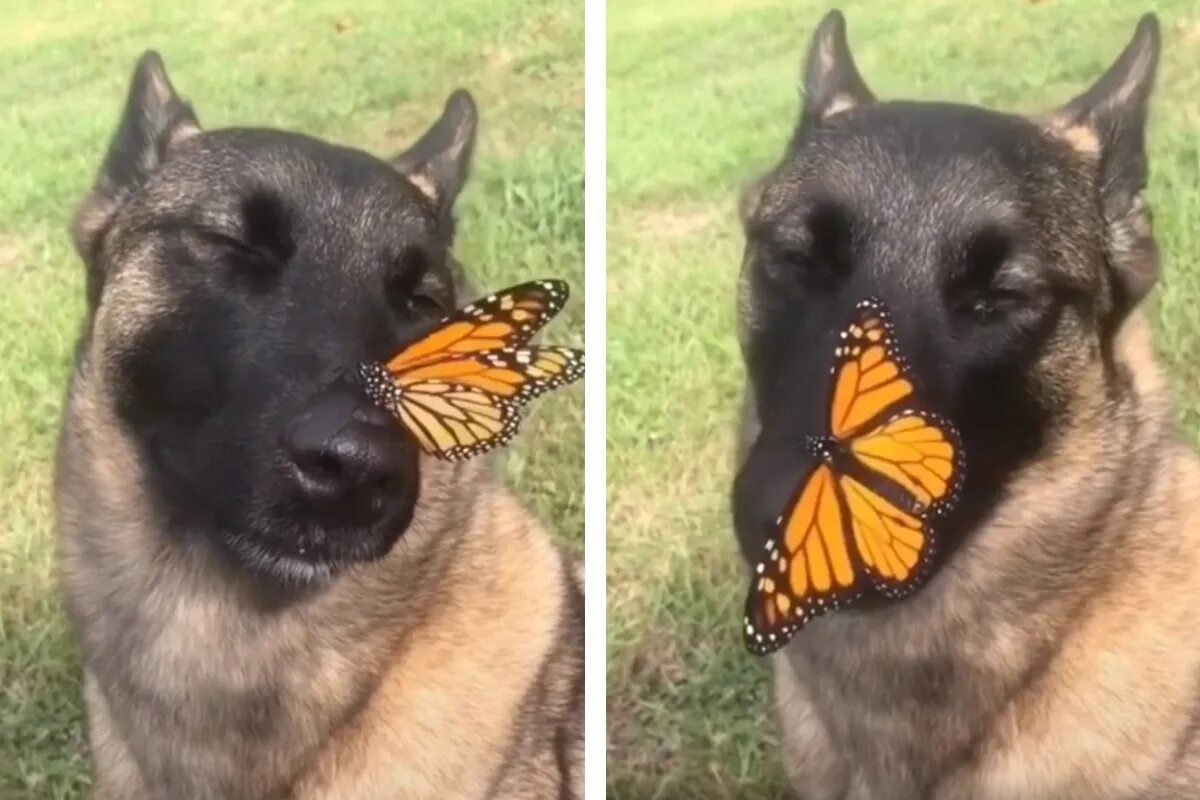 Бабочка на носу мем