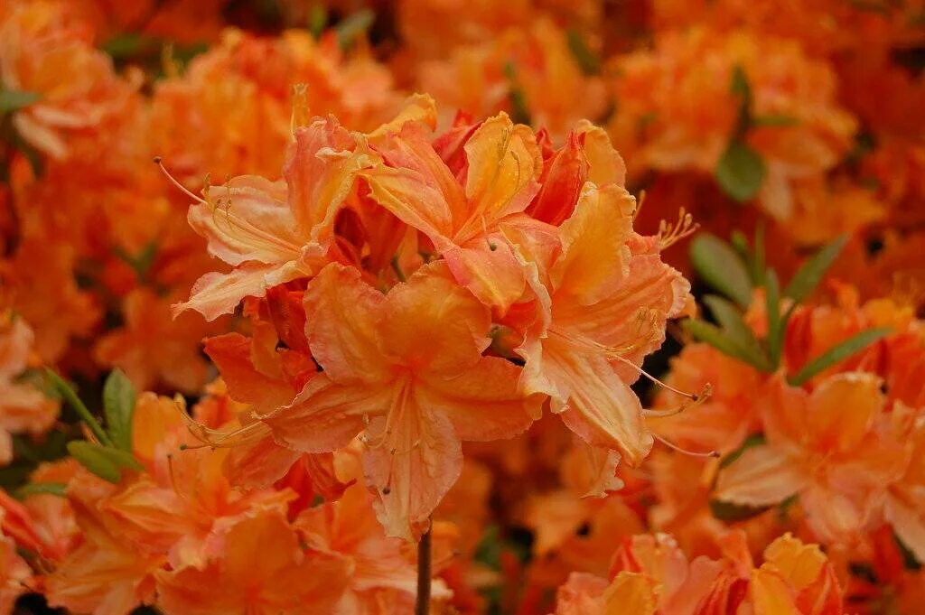 Рододендрон листопадный голден лайтс. Рододендроны голден. Рододендрон голден лайтс. Рододендрон голден лайт. Рододендрон листопадный голден лайтс.