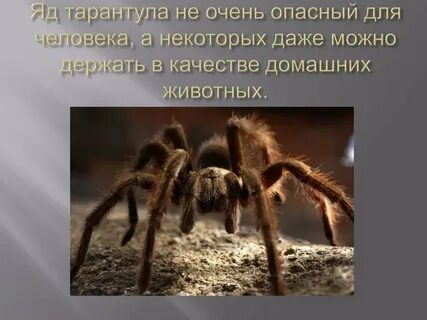 Тарантул описание