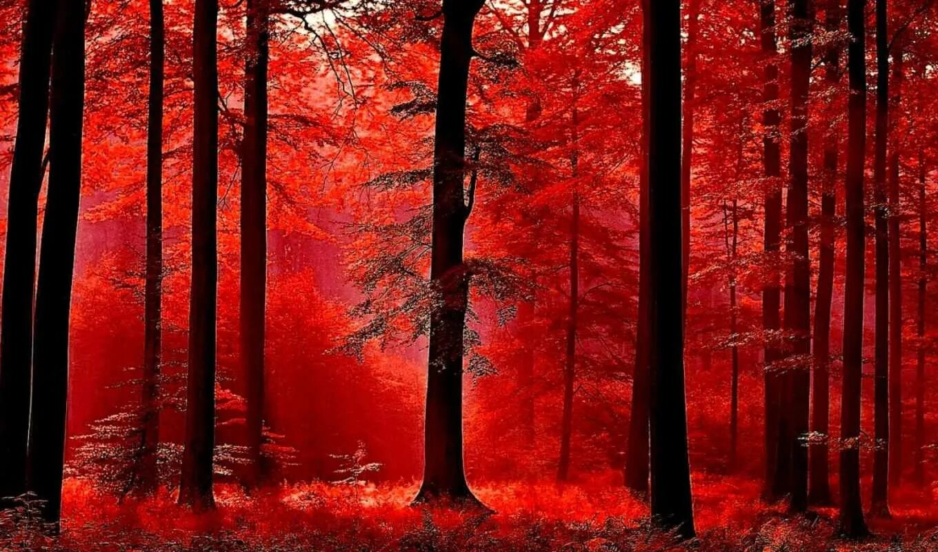 Красный лес участок. Красный лес Геншин. Оранжевый лес Геншин. Красная осень. Лес в красных оттенках.