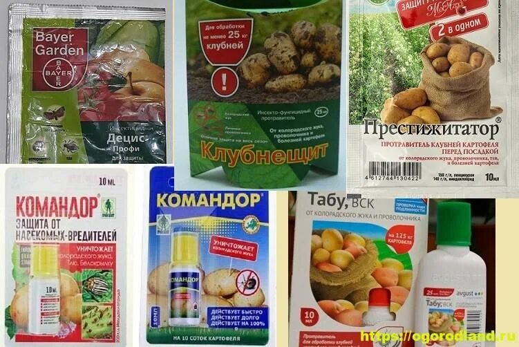 Препараты для обработки клубней картофеля перед посадкой. Командор для картофеля. командор для клубней картофеля. средство для обработки картофеля от колорадского жука. эффективное средство от колорадского жука.
