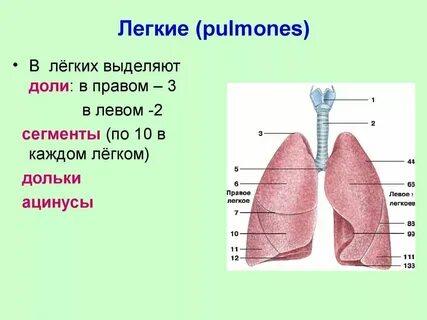 Какую роль выполняет легкие