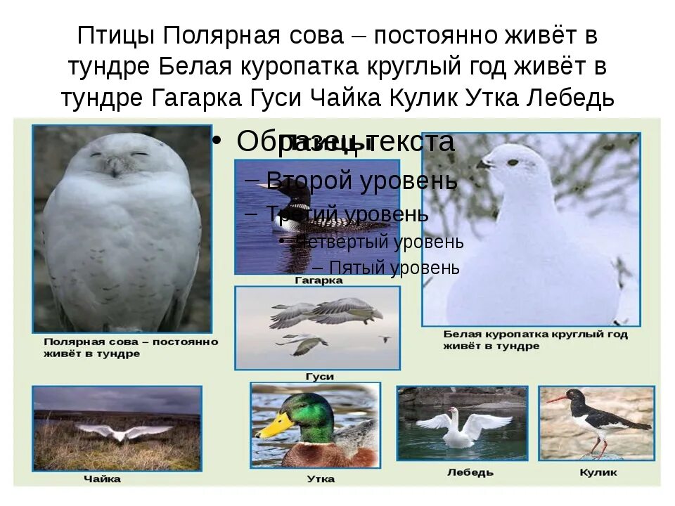 Где обитает сова в какой природной зоне. Птицы которые живут в тундре. птицы обитающие в тундре. полярная сова обитает в тундре. птицы мир тундры.