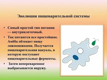 Как называется процесс поглощения твердой пищи амебой