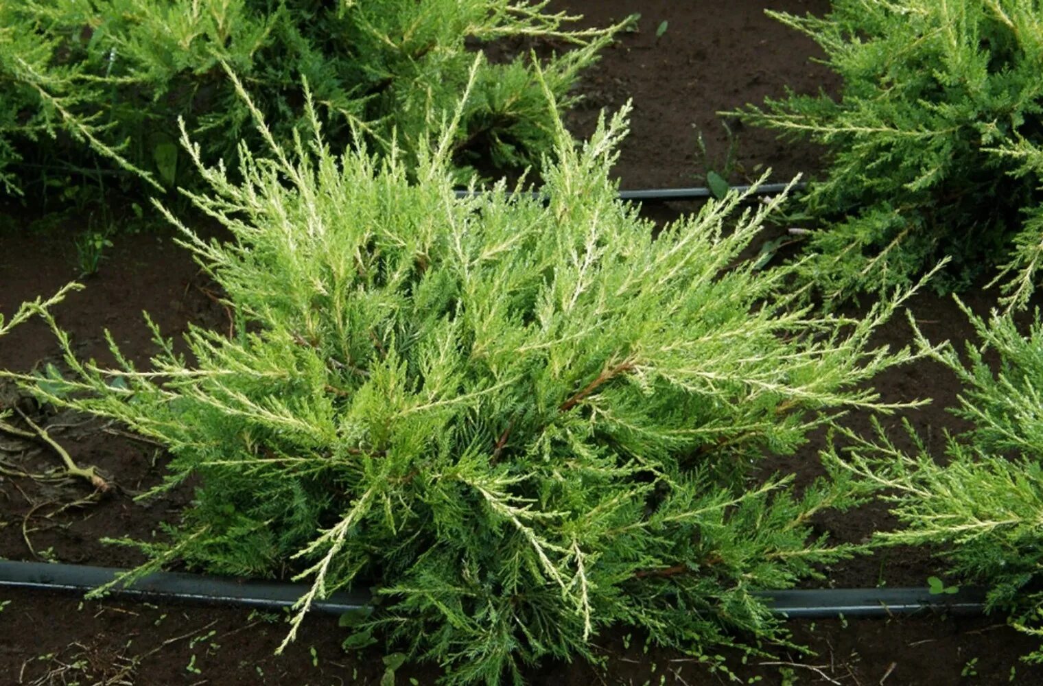 можжевельник китайский kuriwao gold. можжевельник китайский куривао голд. можжевельник куривао голд описание. можжевельник средний куривао голд описание. можжевельник кит куривао голд.