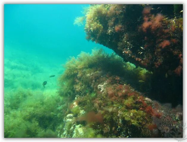 Подводная съёмка (Чёрное море, Севастополь) в HD. Underwater, Black Sea. Fish. -