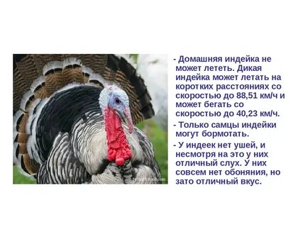 Индюк особенности