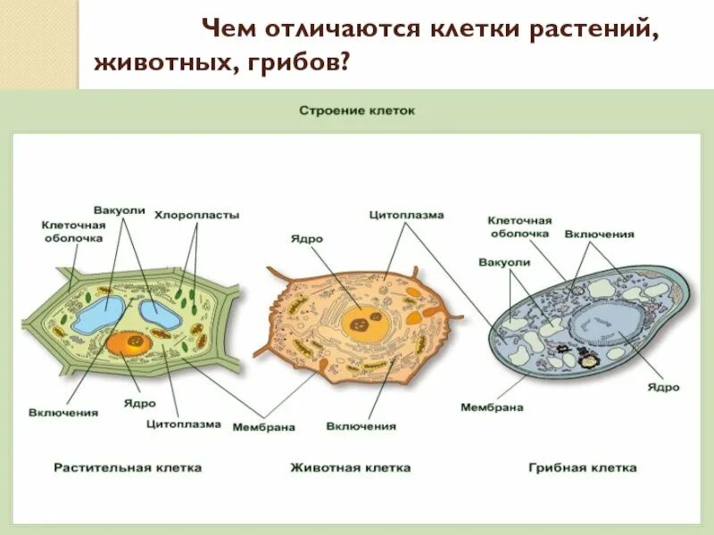 Чем строение растительной клетки отличается от животной. Органоиды грибной клетки. клетка гриба. строение грибной клетки.