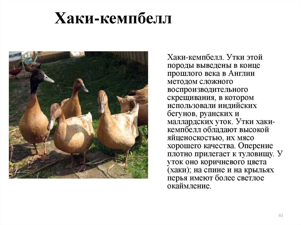 утки породы индоутки. благоварская порода уток (кросс). утята голубой фаворит. московская белая утка описание породы. утка породы стар 53.