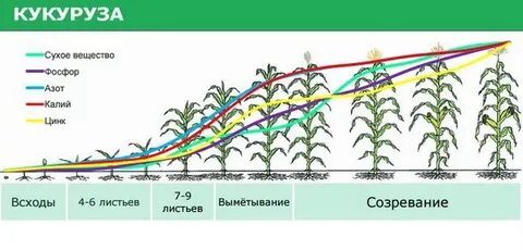 Выведение чистых линий кукурузы