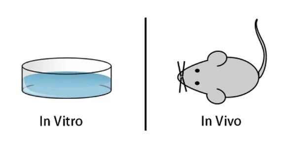In vivo и in vitro что это такое. Опыты in vivo. Исследования in vivo. Эксперименты in vitro in vivo.