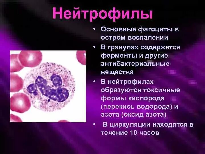 Нейтрофилы при воспалении. Роль нейтрофилов. Участие нейтрофилов в воспалении. Функции нейтрофилов. В очаге острого воспаления нейтрофилы секретируют