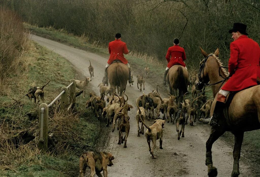 Охота на лис. Всадники охота на Лис. Типично Британская охота. Фильм про дворянскую охоту в Англии.