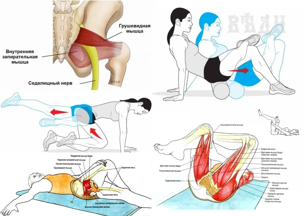 Боль в ногах и пояснице причины. Грушевидная мышца и седалищный нерв. Синдром грушевидной мышцы. Упражнения на ягодичные мышцы. Грушевидная мышца ягодицы.