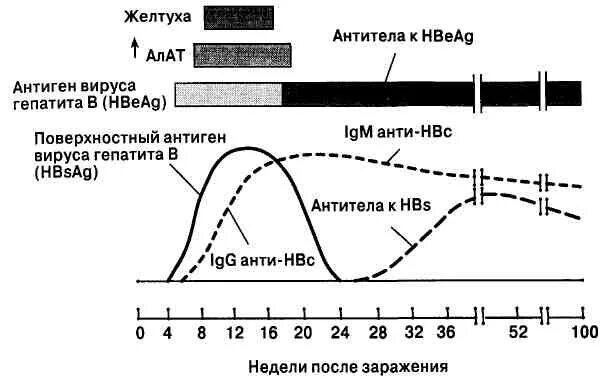 Гепатит в график антител. Схема выработки антител при гепатите b. Антитела при вирусном гепатите в. Гепатит б появление антител. Вирусный гепатит антиген