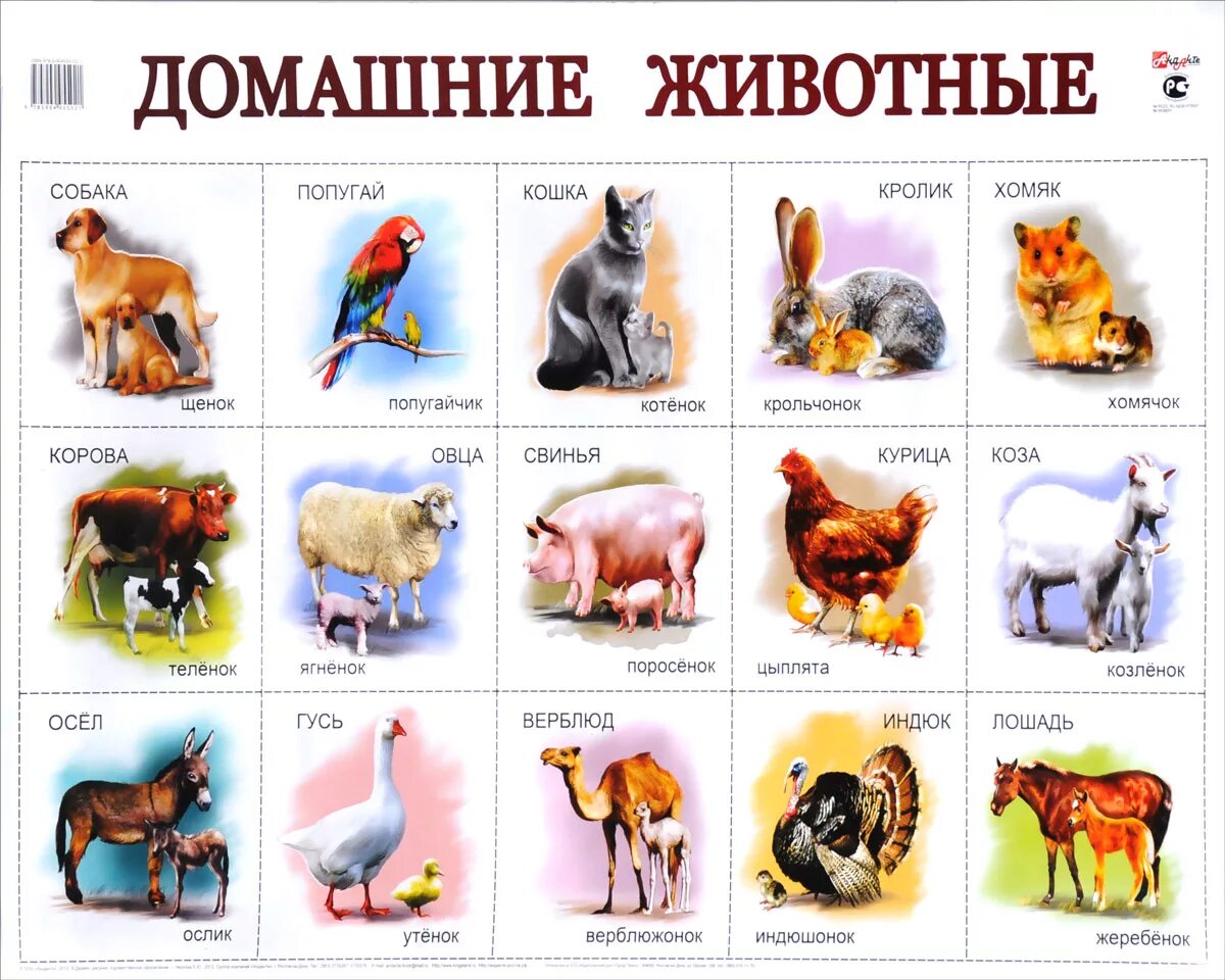 Дети животных названия с картинками для детей