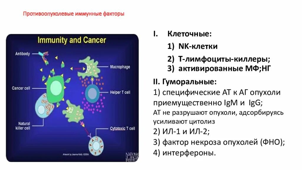 Рост иммунных клеток. Клетки иммунной системы схема. Клетки гуморального иммунного ответа иммунология. Противоопухолевый иммунитет патанатомия. Противоопухолевый иммунитет иммунология схема.