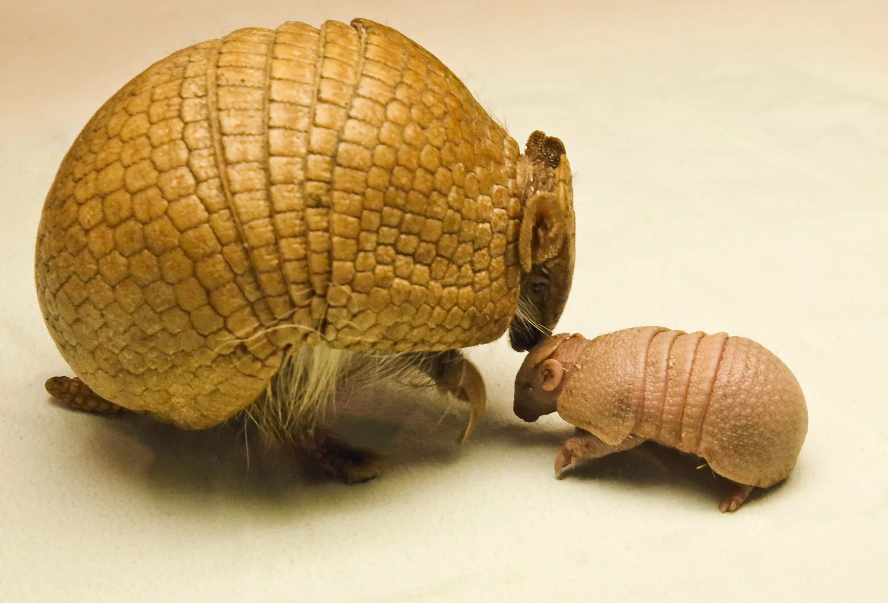 Броненосец животное детеныш. Детеныш броненосца. Девятипоясный броненосец маленький. Детеныш броненосца. Полиэмбриония у броненосцев.