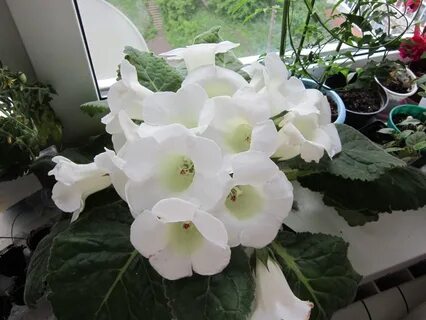 Мон бел
