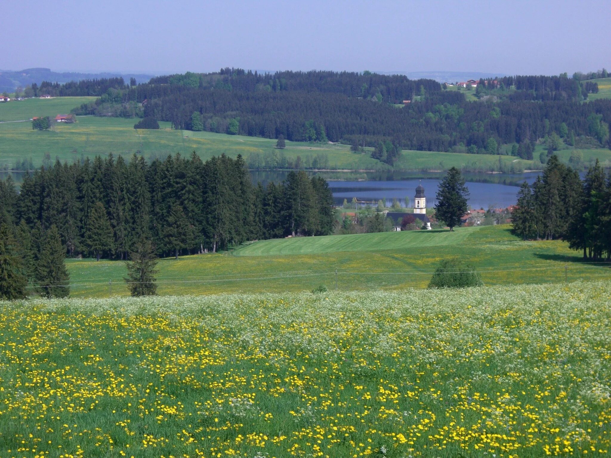 Холмы перелески луга. Луга Пермского края. Луга Белоруссии. Поле луг лес. Леса поля Луга.